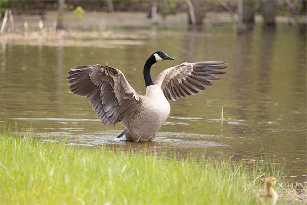 DE State Wildlife Areas DE State Wildlife Area