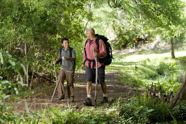 Discover the Forest Discover the Forest