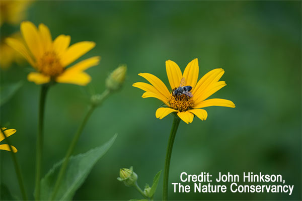 The Nature Conservancy Nature Conservancy