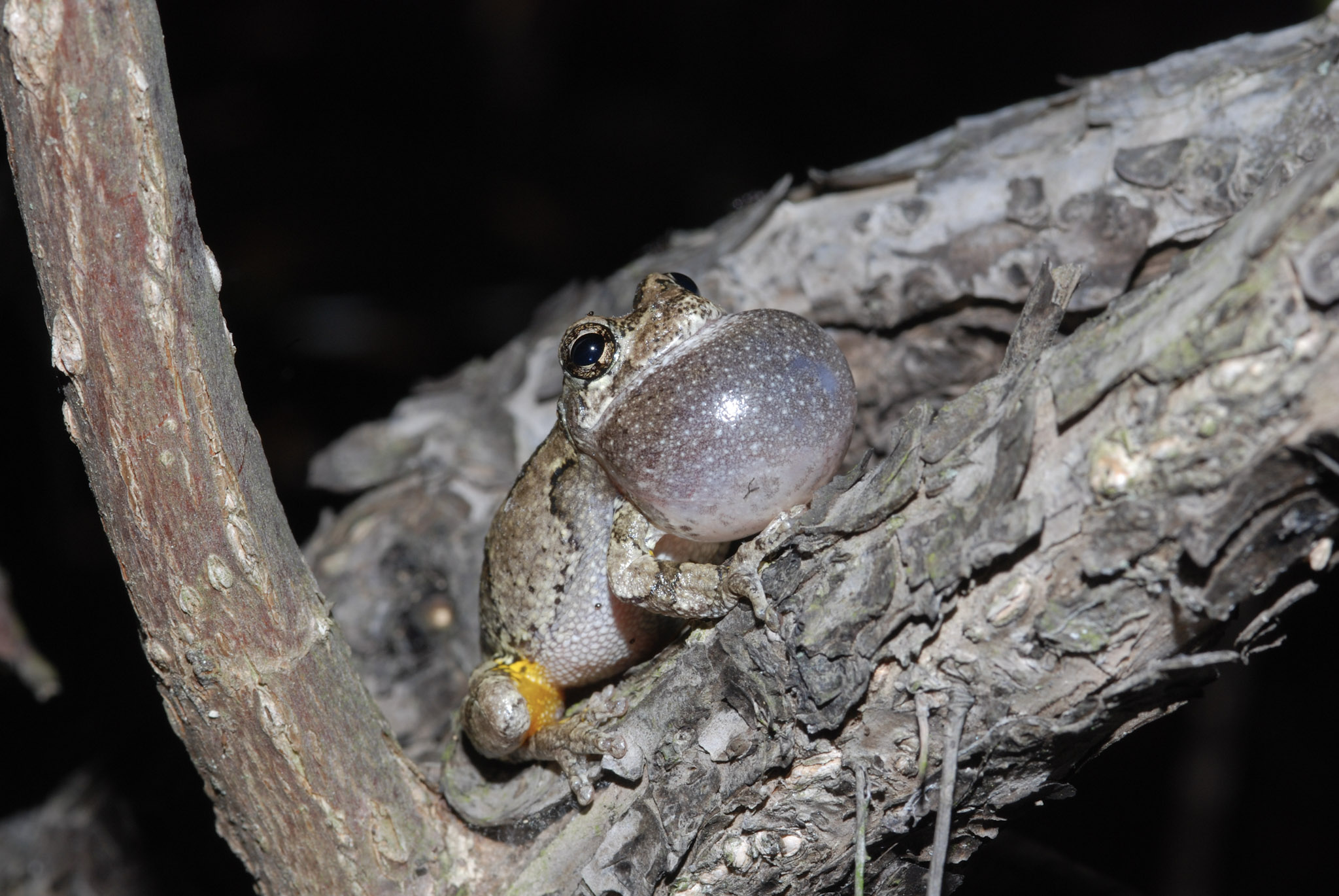 Gray Treefrog