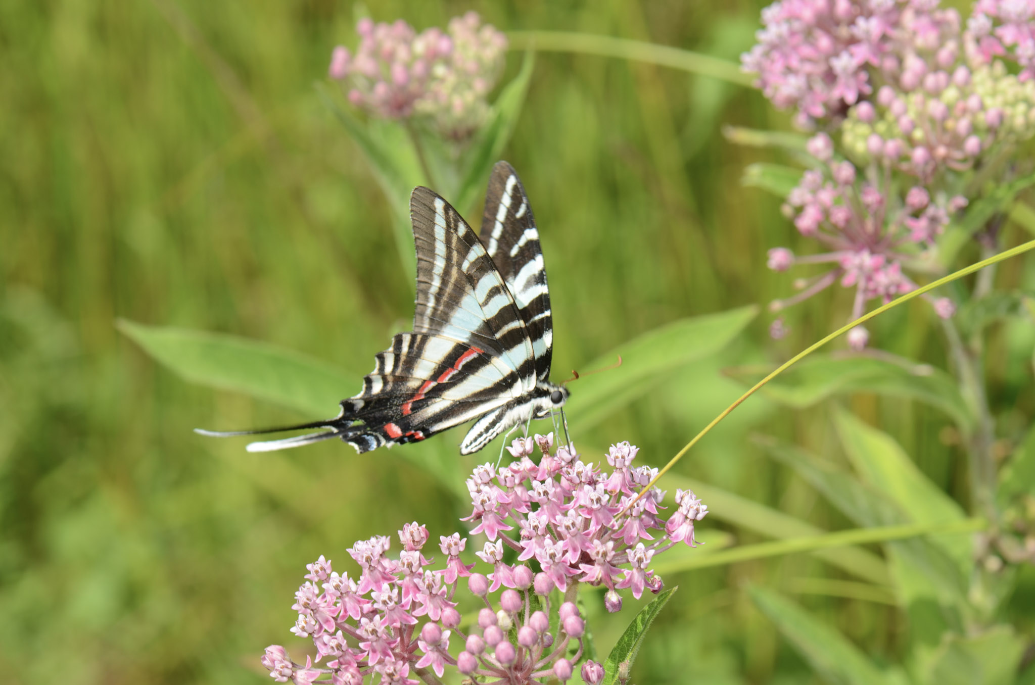 Zebra Swallowtail