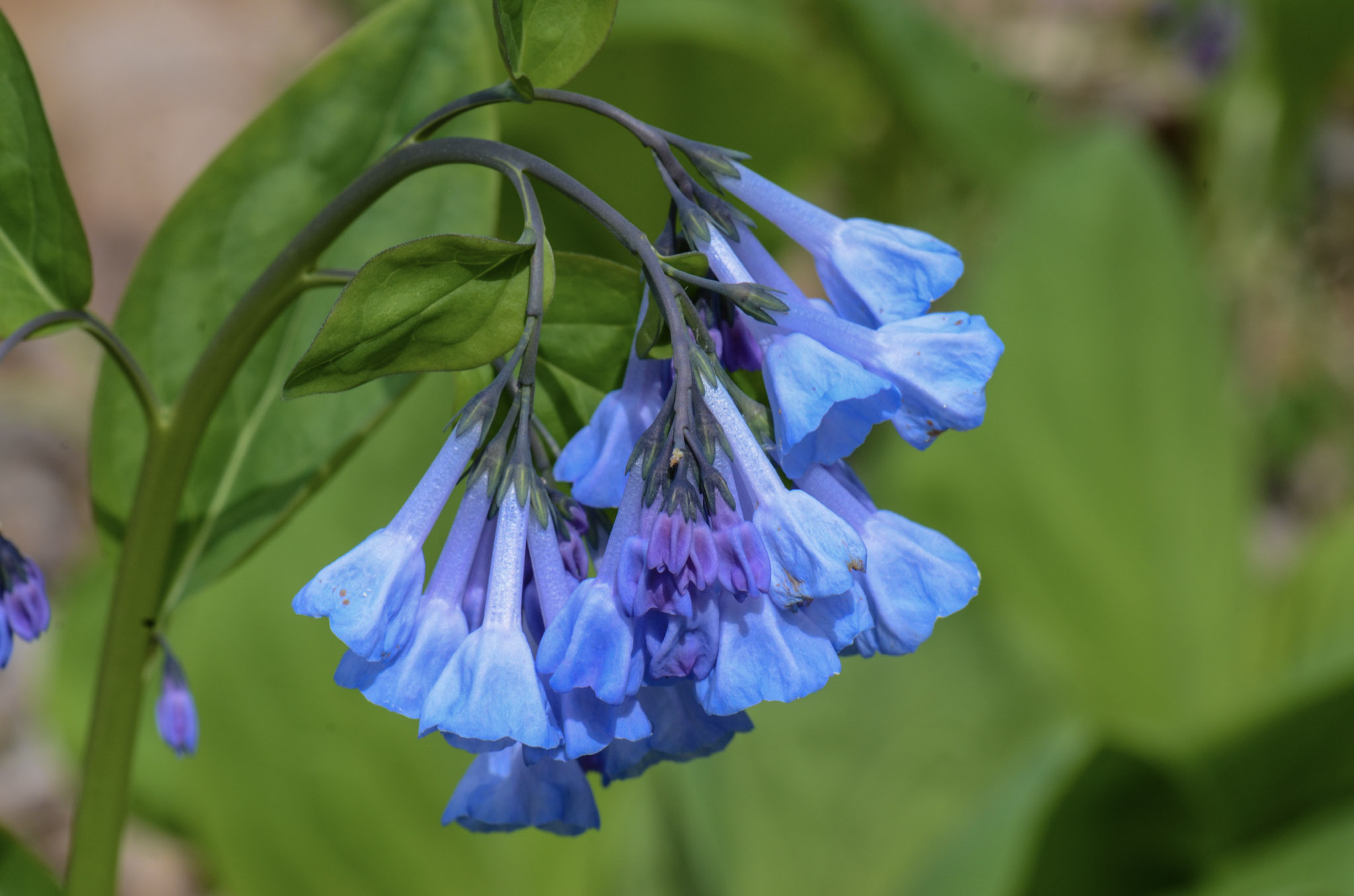Virginia Bluebell