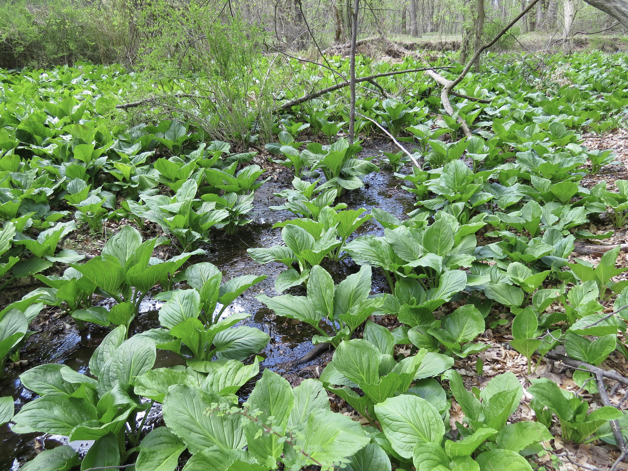 Skunk Cabbage Wetland