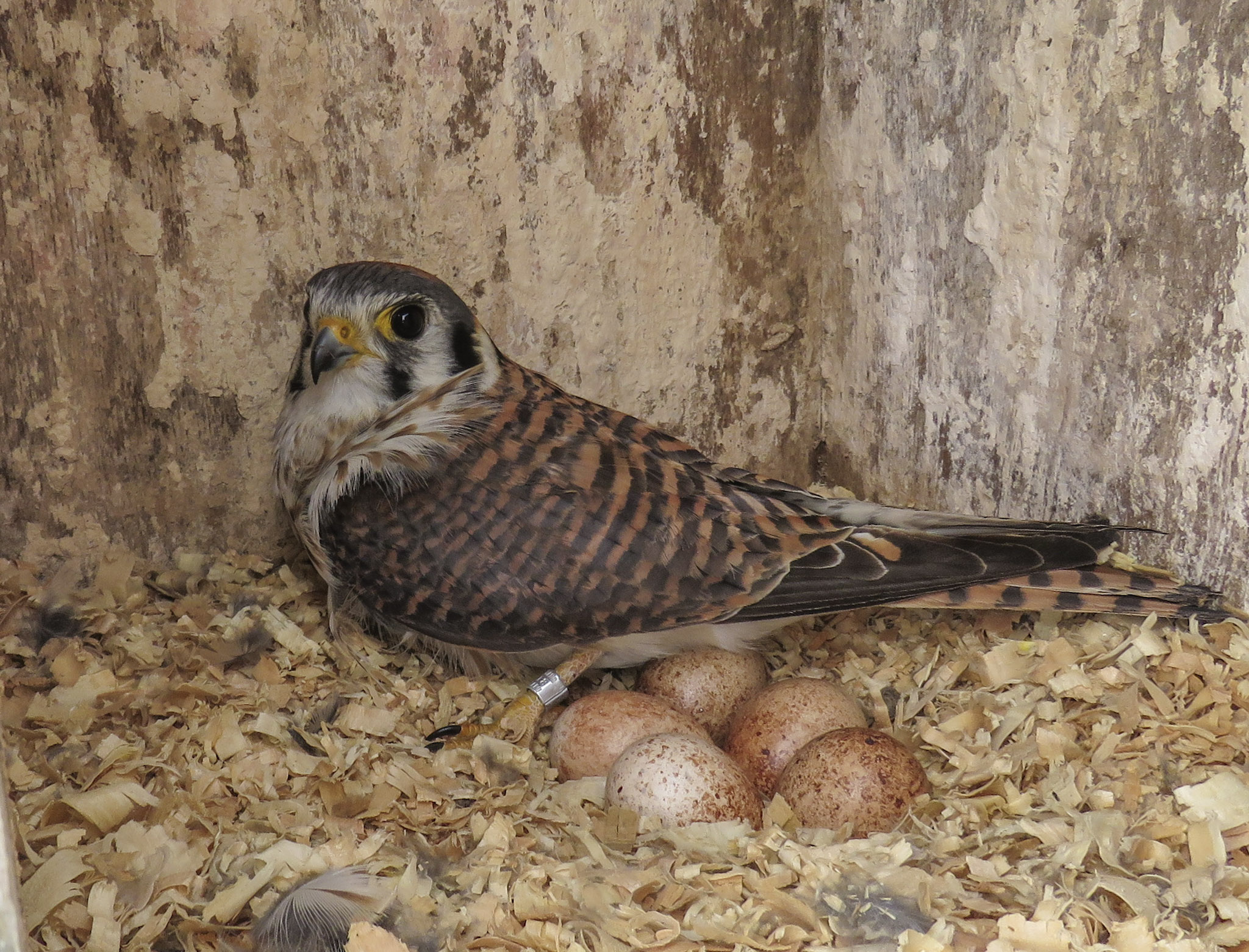 American Kestrel Coverdale Farm Reserve