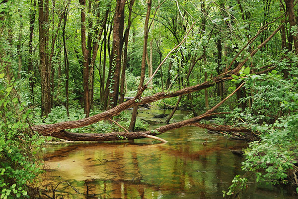 Abbott's Mill Johnsons Branch Abbotts Mill Johnson Branch